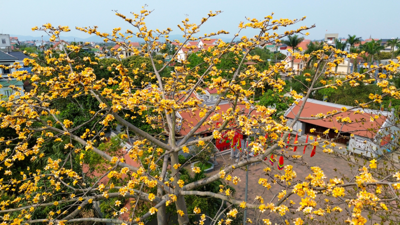 Cây gạo hoa màu vàng có một không hai ở Hải Dương khiến ai cũng phải ngước mắt nhìn