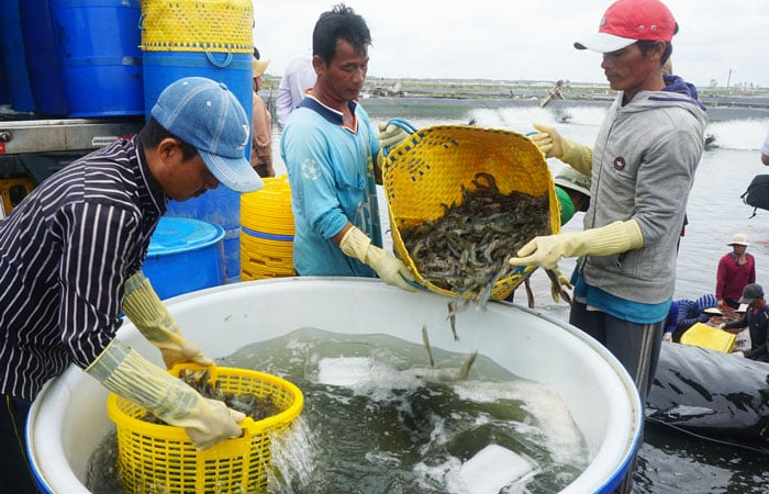  Chủ động chuyển hướng xuất khẩu thủy sản sang Trung Quốc, EU, Nhật Bản... nếu Mỹ áp thuế 46%