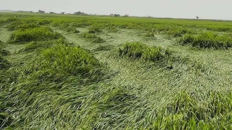 Hơn 1.300 ha lúa ở Huế bị ngã đổ do mưa lớn và gió mạnh