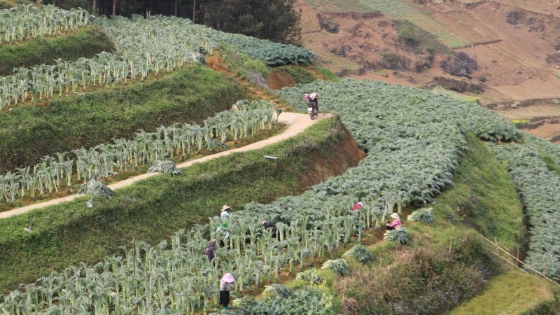 Cây dược liệu Actiso giúp nông dân Sa Pa làm giàu