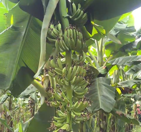 Đây là loại quả ngon của Việt Nam bán chủ yếu sang Trung Quốc, sản lượng 'vượt' Philippines