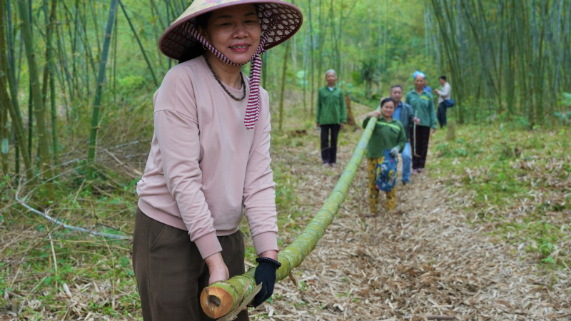 Cây mét, loài cây trồng một lần thu hoạch cả đời, dân một xã ở Nghệ An cứ cần tiền lại chặt vài cây đem bán