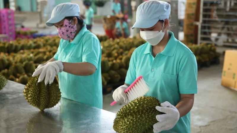 Việt Nam xuất khẩu chính ngạch ớt, chanh leo, tổ yến, cám gạo sang Trung Quốc