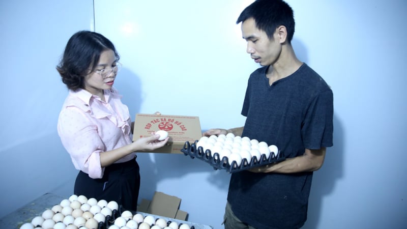 Bắc Giang: Hội Nông dân xã Hương Sơn hỗ trợ một HTX đưa quả gì đạt 3 sao OCOP?
