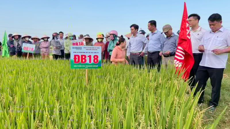 Bộ đôi giống lúa của Vinaseed có gì nổi bật mà nông dân Đà Nẵng tấm tắc khen?