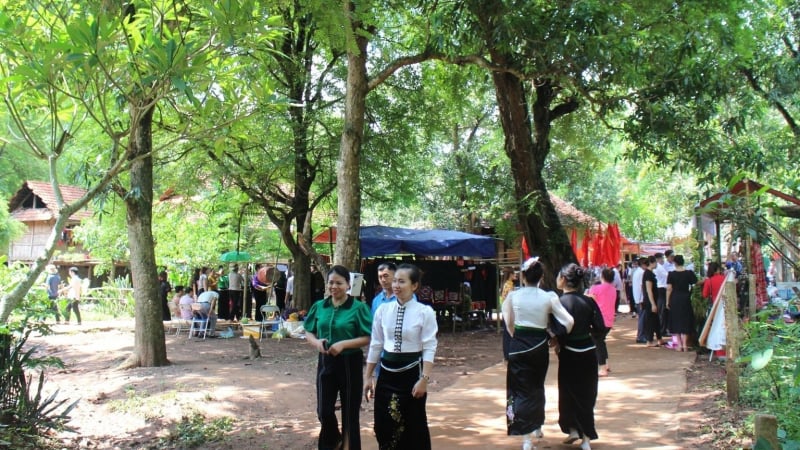 Đây là loại cây cổ thụ ở Sơn La chịu hạn tốt, vẫn 'sinh con đẻ cháu', dân thu hàng trăm triệu/ha/vụ
