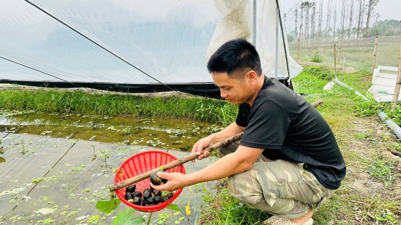 Nuôi con đặc sản hiền lành dưới chân ruộng trũng, bán con to bự, một nông dân Lạng Sơn thu 600 triệu/năm