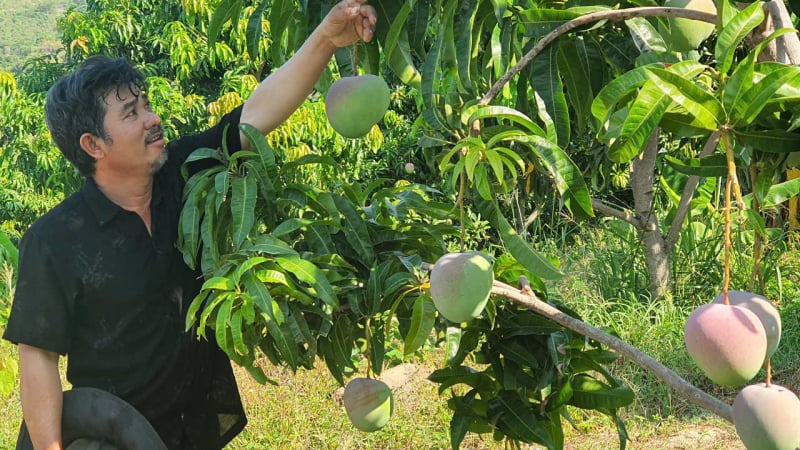 Hội Nông dân Khánh Hòa kêu gọi chung tay giúp tiêu thụ xoài Úc cho bà con nông dân huyện Cam Lâm