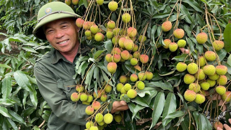 Nhà vườn Phương Nam ở Quảng Ninh đẹp như phim, đầy trái ngon, Quỹ Hỗ trợ cho vay vốn