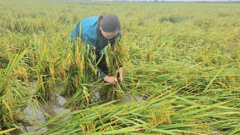 Đến khổ ở Quảng Bình, đồng lúa chín vàng no hạt gặp mưa lớn nằm sóng soài hết cả, dân bì bõm bó dựng lên