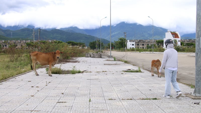 Bò thả rông 'uy hiếp' người dân tại Đà Nẵng