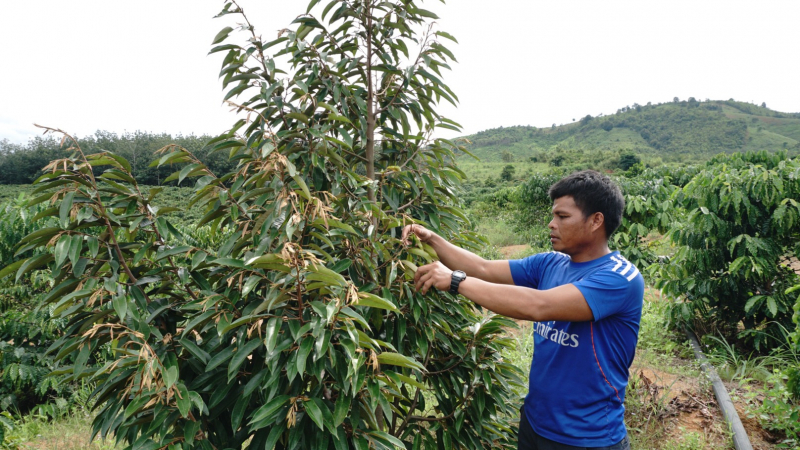 Ở Kon Tum, nông dân vay vốn Quỹ HTND đầu tư trồng cây gì, nuôi con gì mà nhà nào cũng khá giả lên?