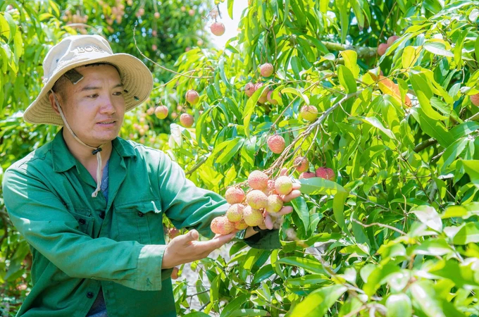 Một loại cây mới 'cắm chốt lâu, sâu, bền' ở Đắk Lắk, tới mùa quả chín la đà, nông dân 'bẻ tiền tỷ'