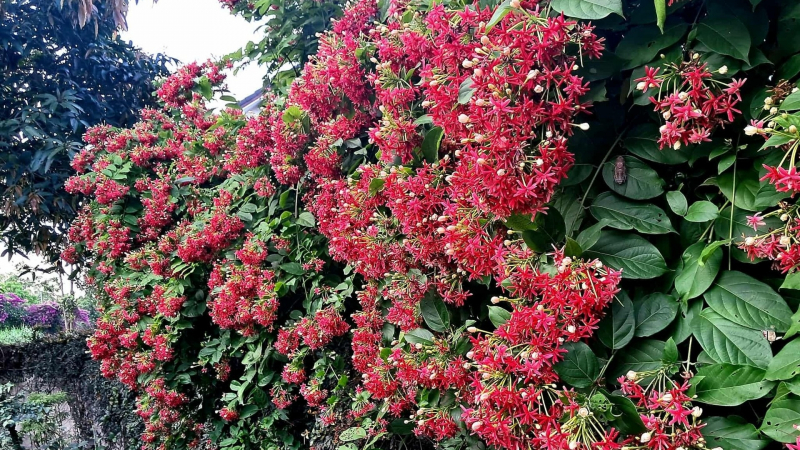 Đừng trồng hoa giấy, cây cảnh rực rỡ này là quý cô quyến rũ, lớn nhanh như thổi, thơm ngát mùa hè