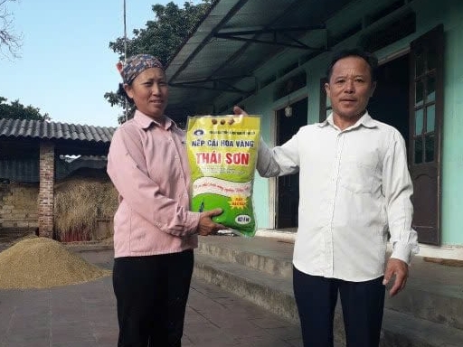 Hương vị tinh túy từ những hạt gạo nếp cái hoa vàng Thái Sơn
