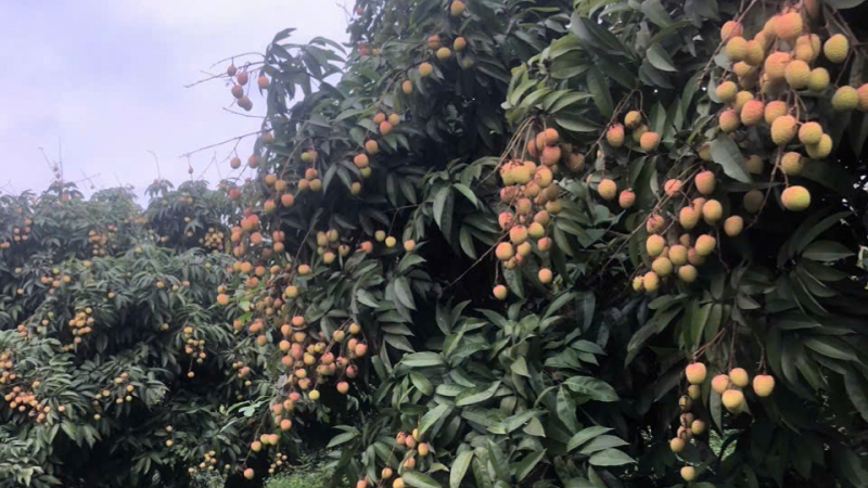 Loại vải sớm đạt OCOP 4 sao ở địa phương này của Bắc Giang đang mở rộng thị trường sang EU