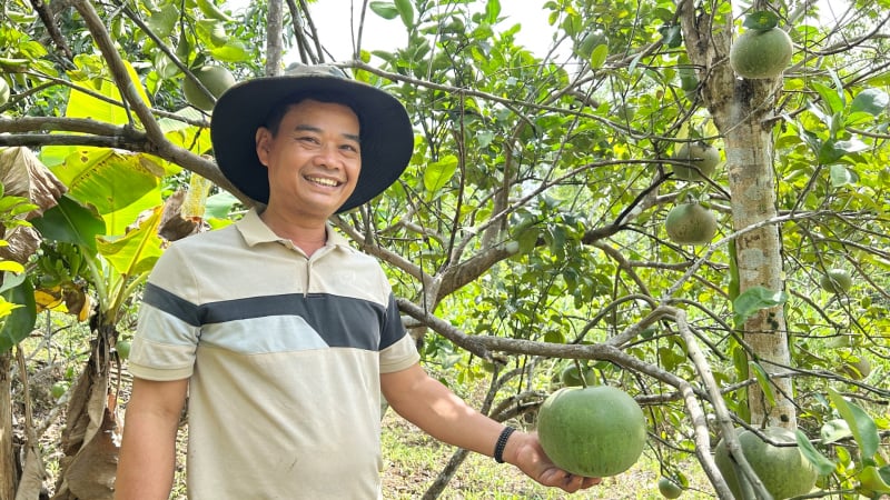 Một nông dân Đà Nẵng có cách thoát nghèo hay, biến đất cằn thành 'miệt vườn miền Tây' la liệt quả ngon