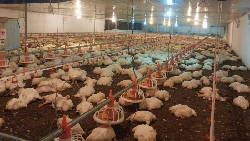 Nghệ An: Chập điện, hơn 10.000 con gà bị chết ngạt, dân làng kéo nhau đến giúp chủ trang trại sơ chế