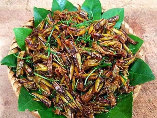 Vụ hàng vạn con động vật có cánh 'tấn công' rừng luồng ở Quảng Bình, người dân bắt làm món ăn, ngành chức năng khuyến cáo gì?