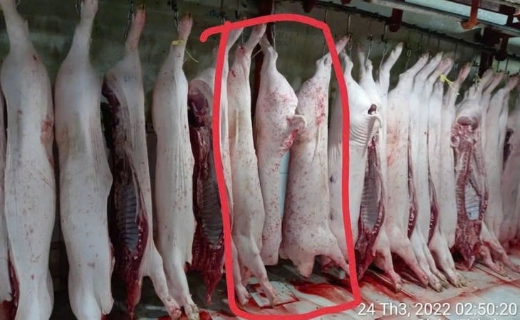Bộ Công an vào cuộc xác minh vụ Công ty C.P. bị tố bán heo bệnh
