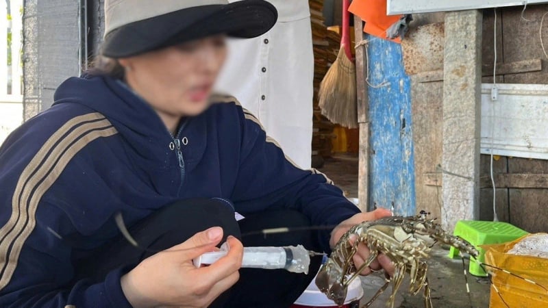 Bơm thạch rau câu 'biến' tôm hùm chết thành hàng tươi, một cơ sở kinh doanh ở Phú Yên bị xử lý
