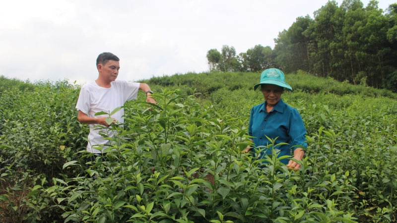Ở một xã miền núi Thanh Hóa, dân đang có thu nhập tốt hơn nhờ loại cây trồng quen thuộc