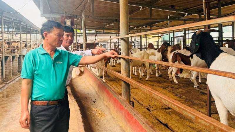 Đưa đàn dê khổng lồ 1.400 con vào trong núi ở, ông nông dân Hải Dương đã có đàn dê lớn nhất tỉnh 
