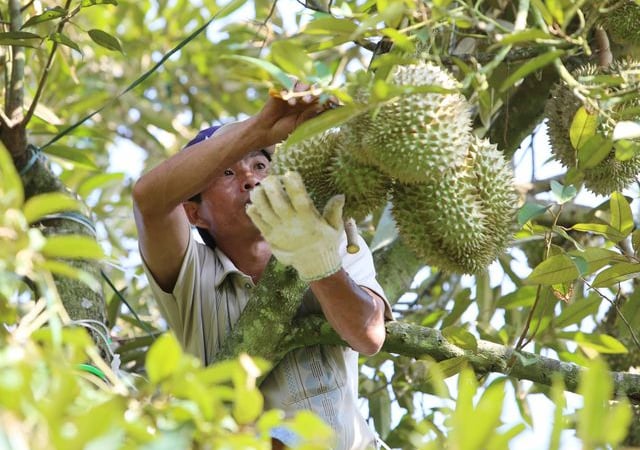 Giám đốc Học viện Nông nghiệp Việt Nam hiến kế nâng tầm nông sản Việt từ câu chuyện quả sầu riêng