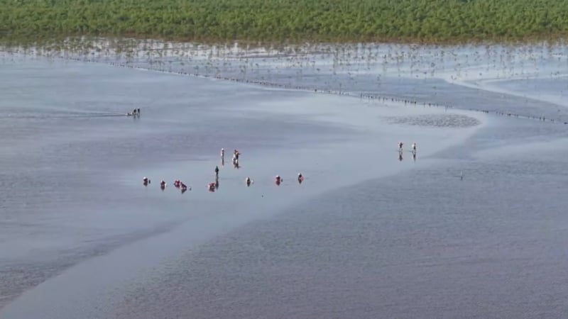 Trồng rừng ven biển: Hướng đi kép trong giảm nghèo và chống biến đổi khí hậu ở Thái Bình