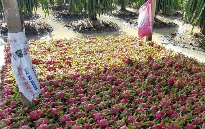 Sau sáp nhập, “thủ phủ” trồng cây 'rồng xanh' cho quả ngon ở tỉnh Long An ra sao?