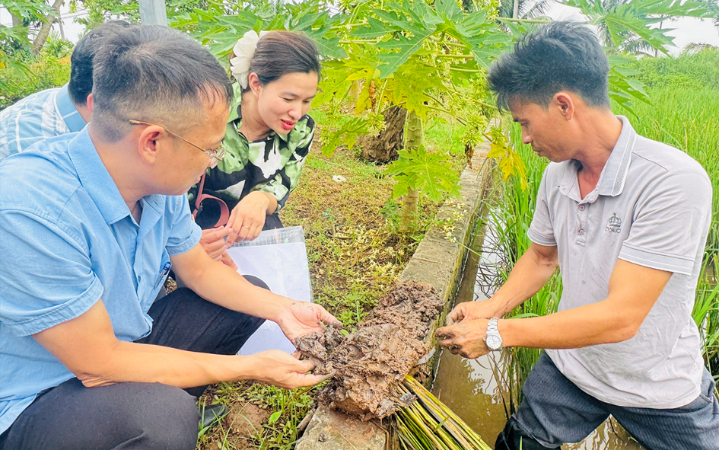 Cho con rươi sống chung với lúa, nông dân Hải Phòng thu lãi gấp đôi