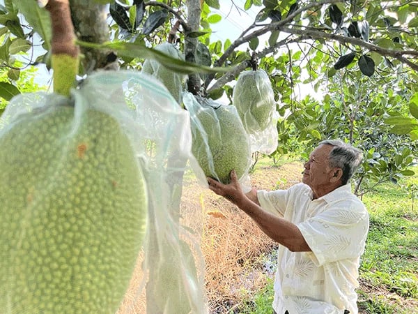 Trồng 2 loại cây đặc sản chung một vườn, ra quả ngon, trái to bự, một nông dân Cần Thơ cứ bán là hết veo