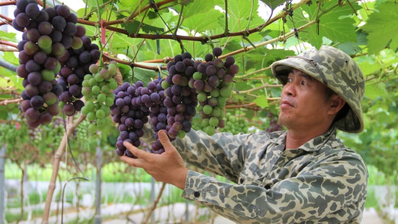 Trồng nho hạ đen, dưa lưới trái quá trời, vườn đẹp như phim, anh nông dân Nghệ An thu tiền liền tay