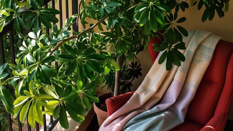Nhà giàu thích đặt 'cây cảnh tài lộc' ở 3 địa điểm này, xua đuổi vận rủi, thu hút tiền tài, may mắn