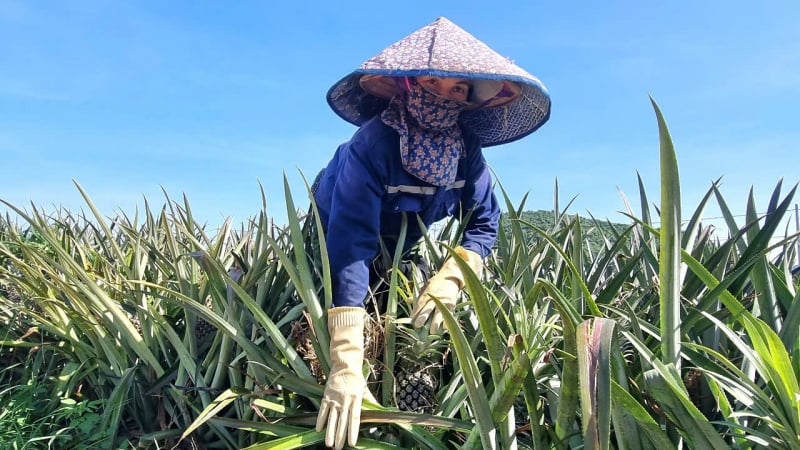 Dứa Đồng Giao 'lên ngôi', nông dân Ninh Bình lãi hàng tỷ đồng