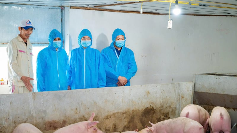Sau hơn 1 tháng, tỉnh Ninh Bình đã tiêu hủy 10.000 con lợn bị dịch tả lợn châu Phi