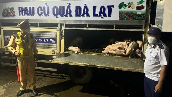 UBND tỉnh Lâm Đồng yêu cầu truy xuất nguồn gốc 97 con lợn mắc dịch tả lợn Châu Phi chở qua Đắk Lắk