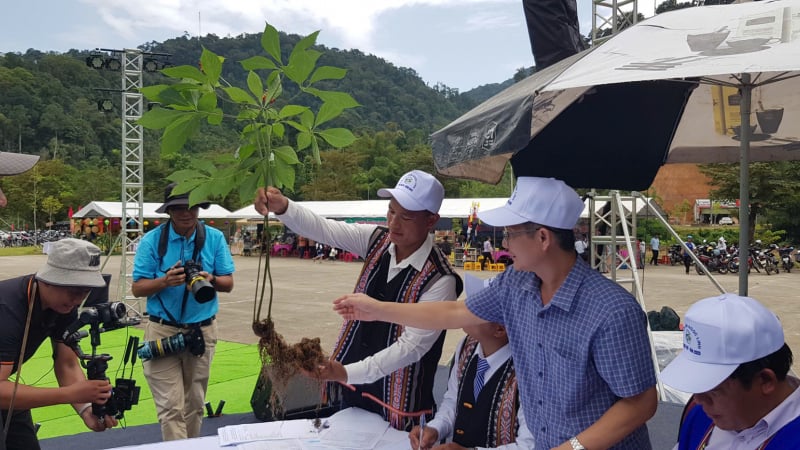 Cây sâm Ngọc Linh “quốc bảo” mọc vùng núi này Đà Nẵng đang 'đuổi' cái nghèo, 'rước' cái giàu về nhà dân