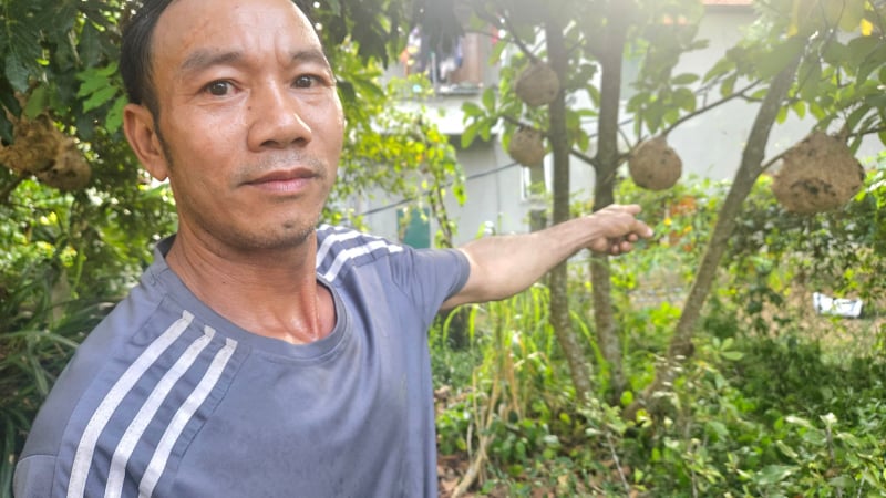 Nuôi con vật hung hãn dẫn dụ từ rừng về, cứ đêm ra lấy thứ 'đại bổ' này đem bán, ông nông dân Quảng Trị kiếm bộn tiền