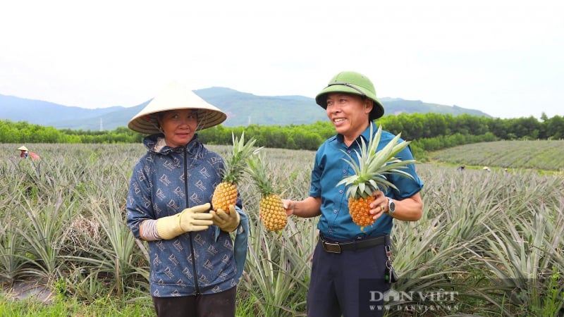 Nắng váng đầu, gió Lào thổi lào phào, ai ngờ loại quả ngon này ở Hà Tĩnh chín đều, bán được giá hời