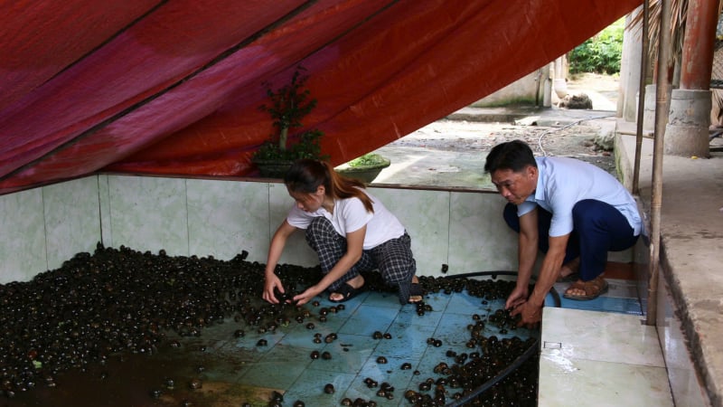 Con đặc sản rõ hiền lành này, nuôi thành công ở một nơi của Lào Cai, hễ bán cả ao là nắm hàng trăm triệu