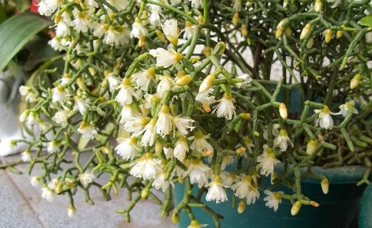 Đừng trồng sống đời, cây cảnh như những khúc xương nhảy múa này là thú chơi mới độc lạ, mang lại may mắn, tài lộc