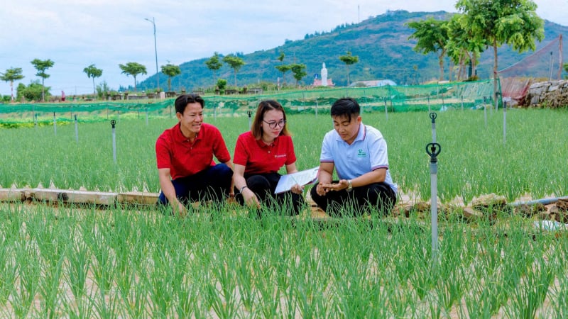 Hành trình mới của nông nghiệp Lý Sơn trên vùng đất núi lửa triệu năm - Kỳ 1