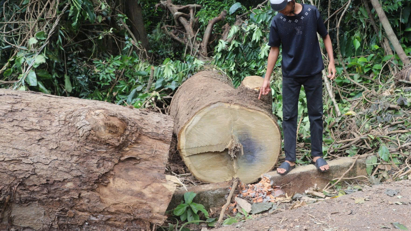 Cây Săng Đào trăm tuổi ở Đắk Lắk bất ngờ ngã đổ, một người đàn ông bị thương nặng