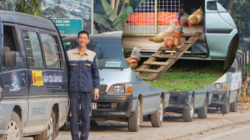 Trai Phú Thọ sắm ô tô đưa gà tiến vua đi 'du lịch' khắp nơi, ai cũng thấy lạ, đến ngày bán khách đua nhau đặt mua