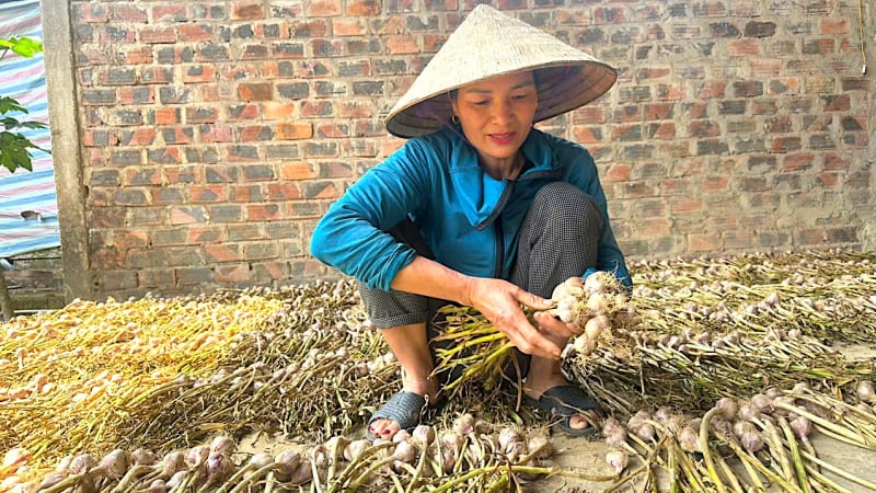 Nông dân một xã ở Hà Tĩnh trồng loại củ gia vị cay nồng, năng suất vượt trội, nhổ khỏi đất là bán hết vèo