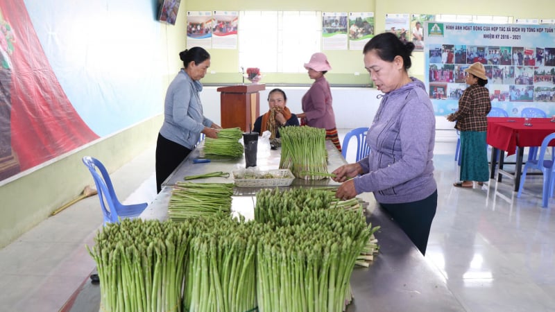 Sáp nhập tỉnh Khánh Hòa, Ninh Thuận, loại 'rau vua, rau nhà giàu' vùng hạn rộng cửa tiêu thụ