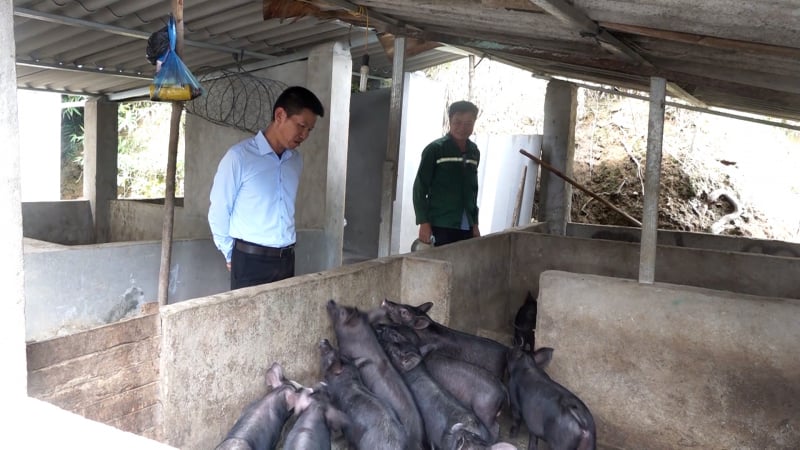 Lợn hơi tăng giá, người dân Nghĩa Lộ vẫn dè dặt tái đàn – Vì sao?