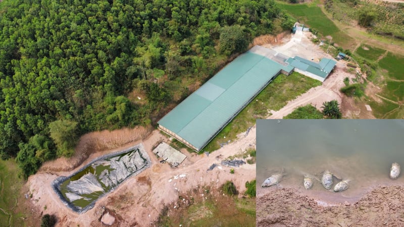 Huyện Lạc Sơn (Hòa Bình): Xử phạt trại lợn gây ô nhiễm khiến cá chết hàng loạt ở hồ Đầm Khụ