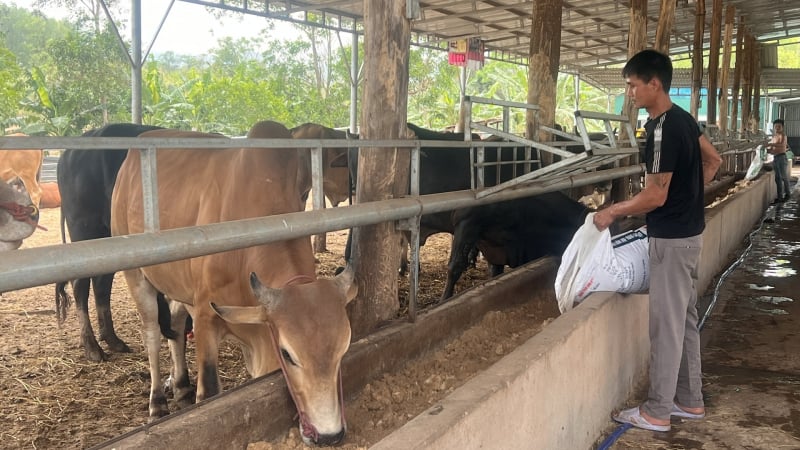 Con vật to bự này càng nuôi càng lỗ, nông dân Quảng Trị vào tận TP HCM làm điều này mà vẫn phải quay ra, vì sao?